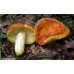 Мицелий Сыроежки золотисто-красной / Сыроежка золотистая (Russula aurata)
